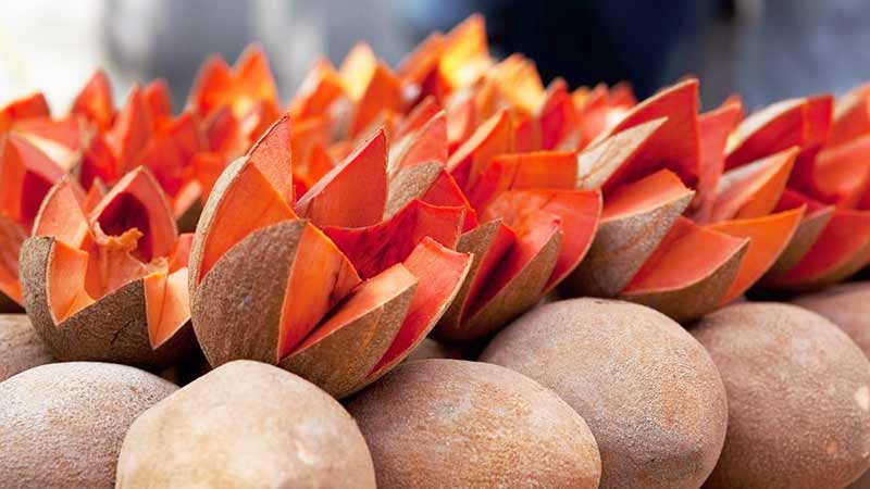 México exportó por primera vez mamey a Europa