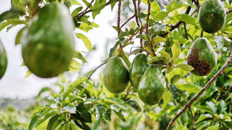 México se mantiene como el mayor país exportador del aguacate en el mundo – Rabobank