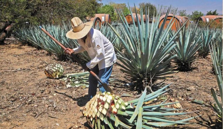 Exportaciones tequileras cumplen 11 años rompiendo récords