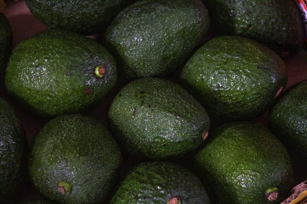 Exportaciones agroalimentarias suben 4.62% entre enero y noviembre de 2023